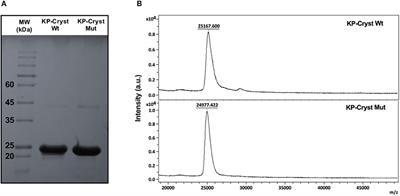 Crystallin Fusion Proteins Improve the Thermal Properties of Hair